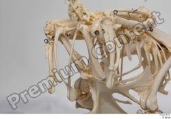  Chicken skeleton 